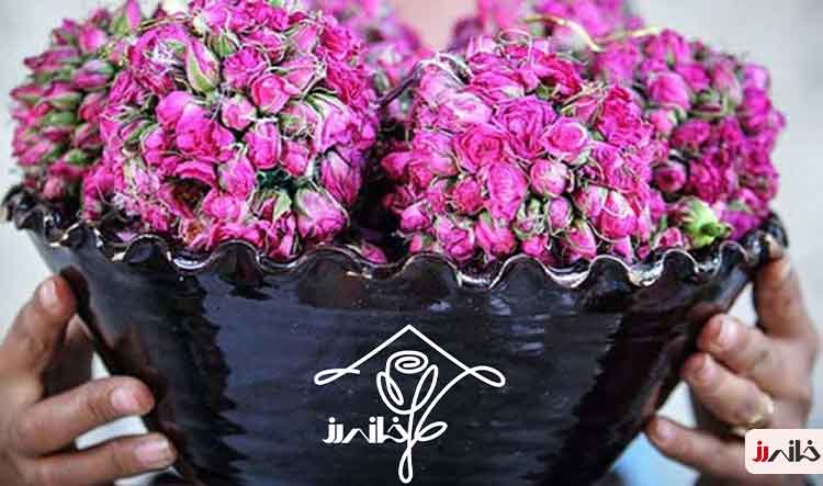 فصل گلاب گیری کاشان